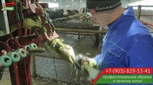 Обрезка копыт у коров. Станок для КРС. "Копытный сервис"