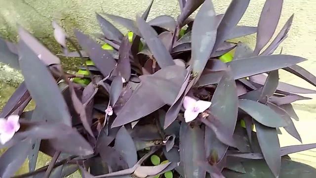 Como cuidar dessa planta tão diferente # Cinerária 😊 смотреть онлайн