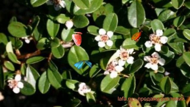 Кизильник радиканс Эйшольц (eysholts) ? Эйшольц обзор: как сажать, саженцы кизильника Эйшольц смотреть онлайн