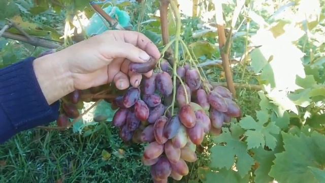 Автограф (Гриф) виноград селекции Калугина Виктора с очень большой ягодой и сладким гармоничным вкус смотреть онлайн