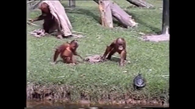 Орангутанги ловят черепаху {видео из 100500 - паучёк}