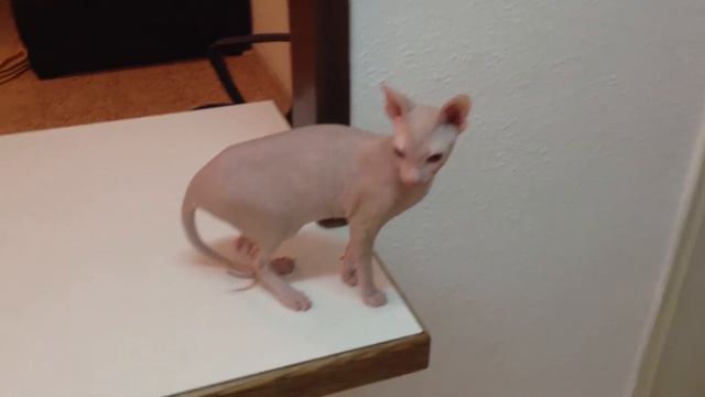 Sphinx cat Mia was caught at night eat the chair IMG0445 смотреть онлайн
