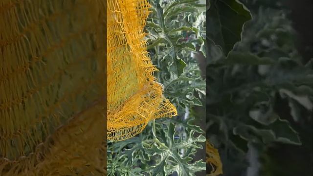 Арбузы в Ленинградской области