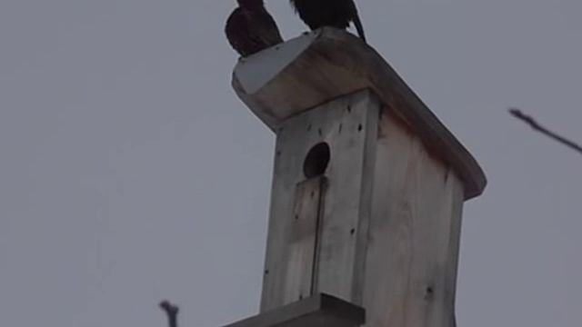 скворец смотреть онлайн