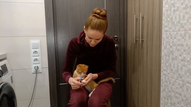 Как обрезать когти коту | когтерезка трикси смотреть онлайн