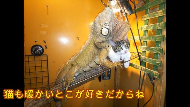【ペット】イグアナとネコのラブストーリー 爬虫類 猫 Тропическая рептилия зеленая игуана　Iguana and cat love story смотреть онлайн