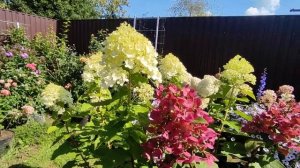 Метельчатая гортензия Вимс Ред в середине августа ????  Hydrangea paniculata `Wim`s Red
