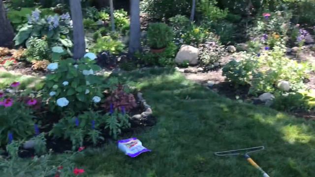 Planting 50% off PW: Oso Easy Urban legend Roses, Bobo Hydrangea, and Summerific Holy Grail Hibiscu смотреть онлайн