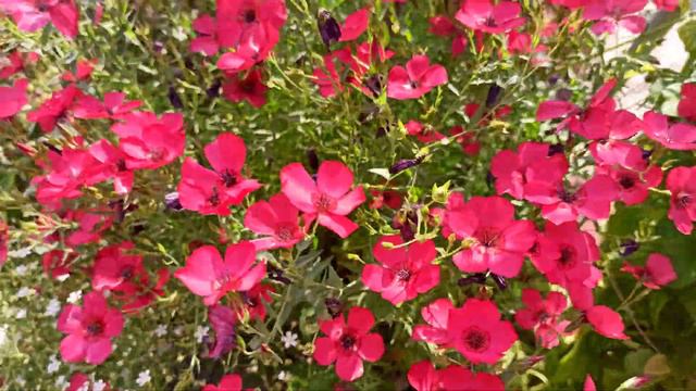 324 - Spring Garden me khilte huye Linum/Scarlet Flax смотреть онлайн