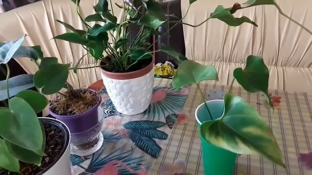 Цветочный микс смотреть онлайн
