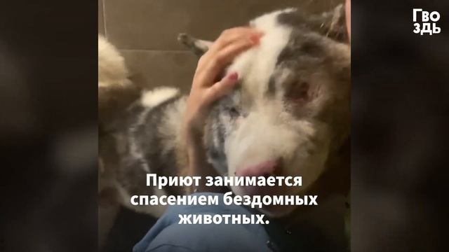 Перепуганная Дворняга Заплакала, Когда Впервые Испытала Ласку смотреть онлайн