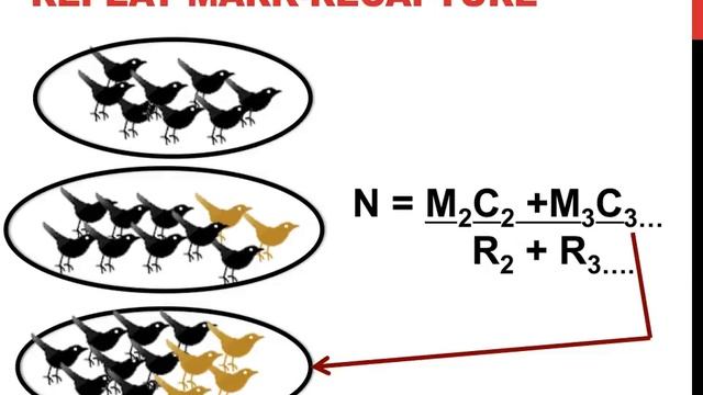 Mark recapture population estimation смотреть онлайн
