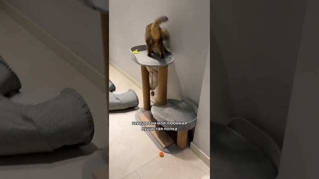 Пушистый влог Тиффани смотреть онлайн