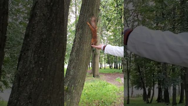 Белочка 🐿️ в Воронцовском парке 🌳🌳🌳 (Москва) кушает орешки) | Видео # 3 смотреть онлайн