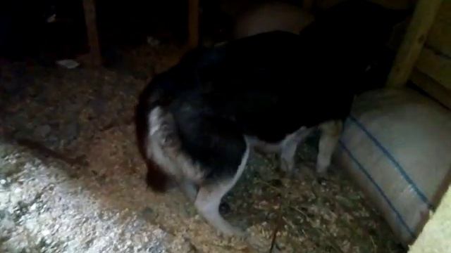 Хаски делает запасы на зиму! смотреть онлайн
