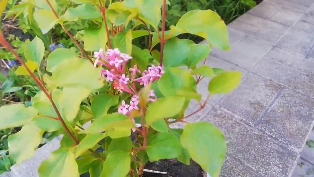 Сирень Мейера floweresta pink смотреть онлайн