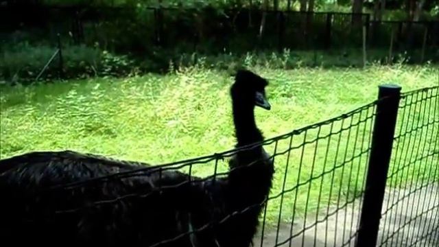 3 07 15 Юля с Иной в зоопарке смотреть онлайн