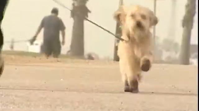 EPIKS DOG SHOES смотреть онлайн