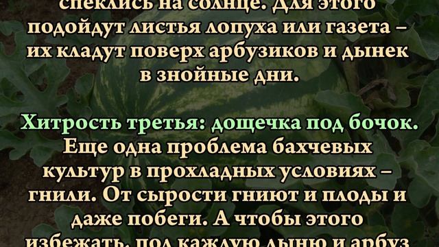 5 хитростей для богатого урожая бахчи смотреть онлайн