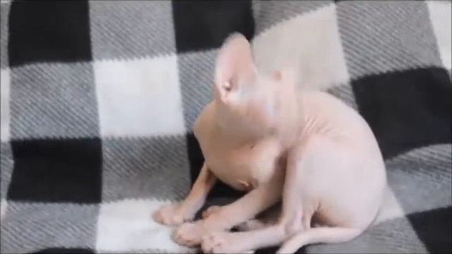 Котята канадского сфинкса смотреть онлайн