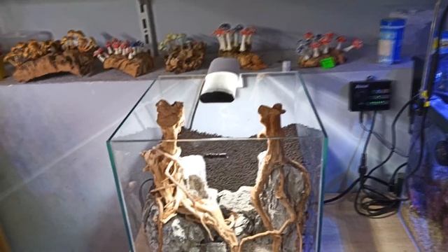 Aquael - необычные привычные кубики. Аквариум. смотреть онлайн