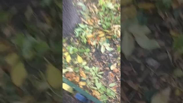 Антилопа Витебский зоопарк