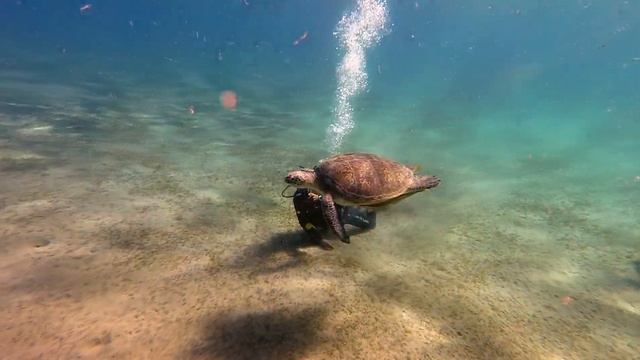 Дайверы и черепаха в Абу Дабаб