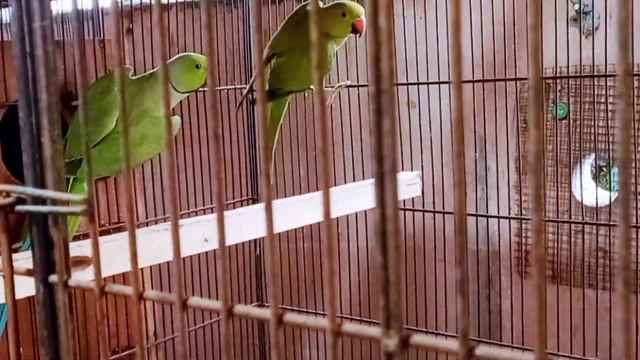 Visit HB Aviary in Gujranwala|Love birds,Java Finch, Raw Parrots Breeding Setup in Gujranwala смотреть онлайн