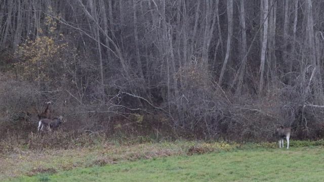 Alnis "Alces alces" 23.10.2019 смотреть онлайн