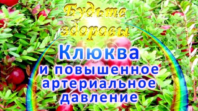Клюква и повышенное артериальное давление смотреть онлайн