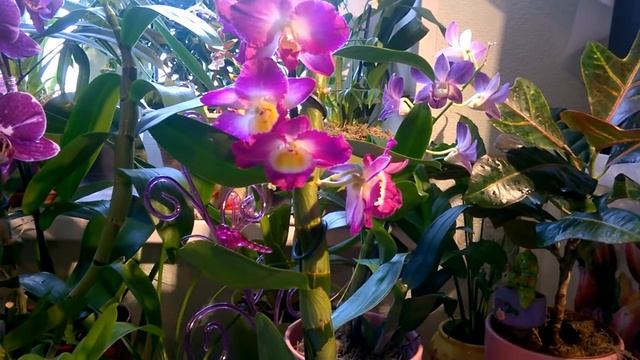 Дендробиум Нобиле . Уход за орхидеей в  домашних  условиях .