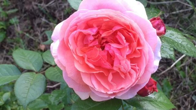 Rosa Chippendale. Tantau 2006. Роза Чиппендейл смотреть онлайн