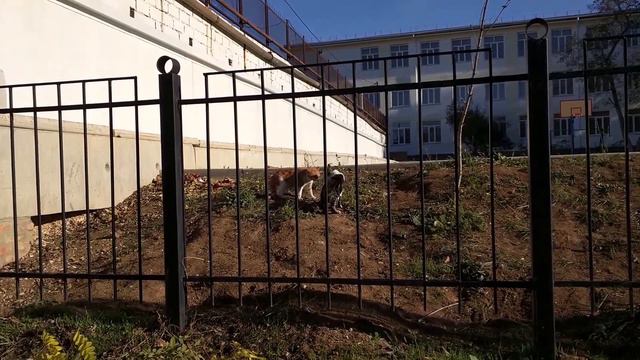 Кот морально задавил кота смотреть онлайн
