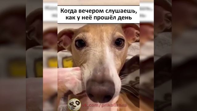 Новая вечерняя Юмористическая нарезка#2 смотреть онлайн