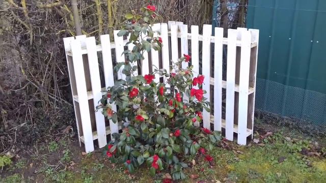 Notre camelia смотреть онлайн