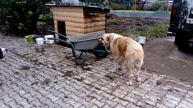 Как ругаются алабаи (САО)/ Dog dispute смотреть онлайн