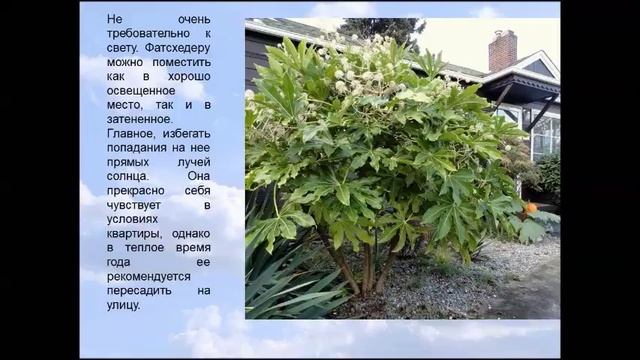 Фатсхедера