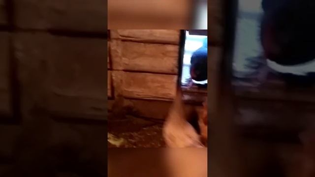 КУРЯТНИК в сарае. На 30 кур. Без особых технологий. смотреть онлайн