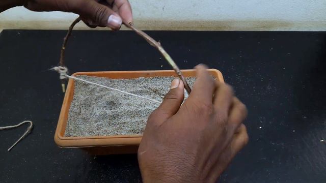 Best Natural Rooting Hormone | Cool Method How I Propagation Bougainvillea Tree From Cutting смотреть онлайн