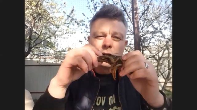 Что значат раки для Ростова-на-Дону. Карантин-шоу «Вечерний Лошманов», выпуск 14. #домавместе смотреть онлайн