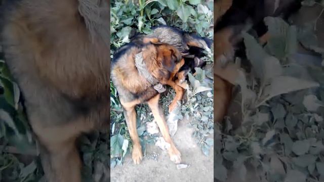 Собака учит сына драться смотреть онлайн