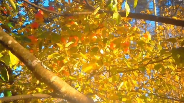 Мой осенний сад Молодые дубы Яблони Барбарис Обзор смотреть онлайн