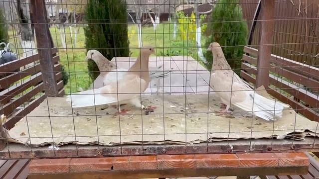 На продажу желтый мрамор! 8 906 480-25-25(Шамиль) #голуби #pigeons #göyərçin #мрамор смотреть онлайн