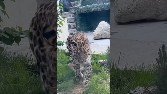 Московский зоопарк #russia #москва #зоопарк #животные смотреть онлайн