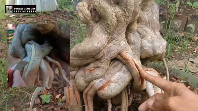 Review Detail Proses Membuat Bonsai Bougenville Singapore Dari Nol смотреть онлайн