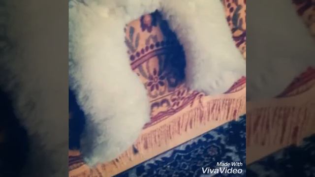 Что делают игрушки пока мы спим смотреть онлайн