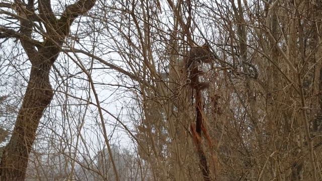 Белка из коры сирени делает клубок. смотреть онлайн