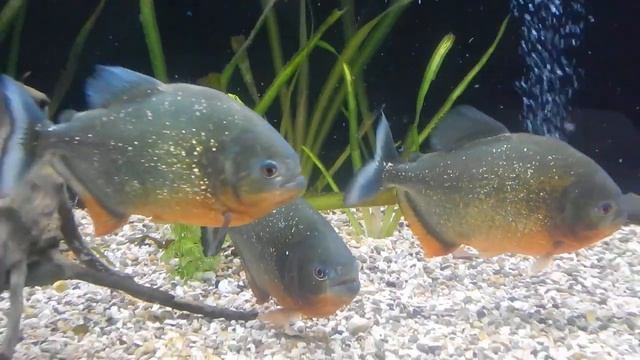 Пираньи едят кальмара смотреть онлайн