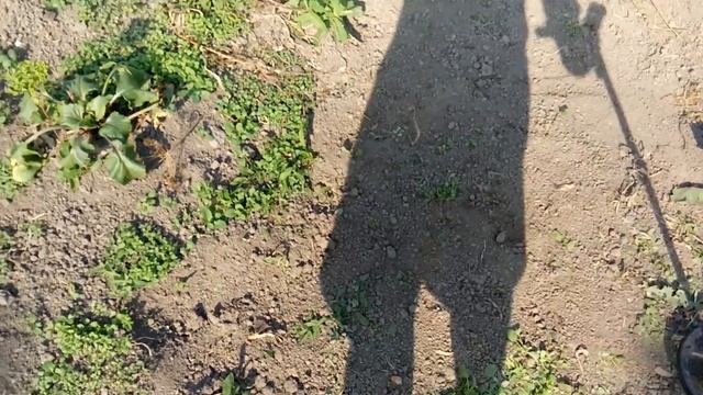 Ака Сигнум против XP Deus на мусорке смотреть онлайн