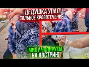 Дедушка упал и ударился виском, вызвали СКОРУЮ .Милу чипируем для отправки вместе с Хасей в Австрию.